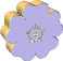 pansy graphic